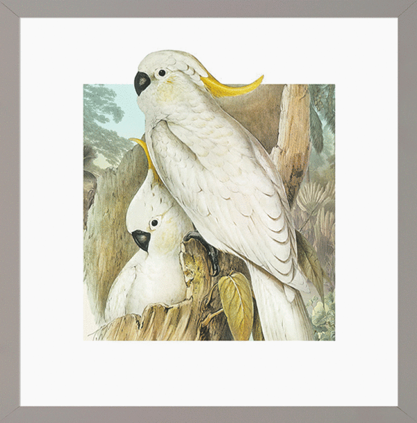 white birds framed print